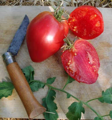 Tomate Cœur-de-Bœuf - Anna russe  ©GrainesdelPaïs