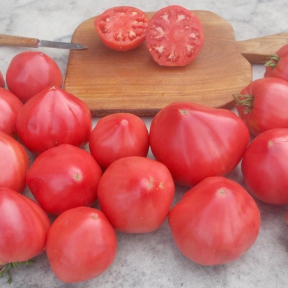 Tomate Cœur-de-Bœuf - Yasha Yougoslavian ©GrainesdelPaïs