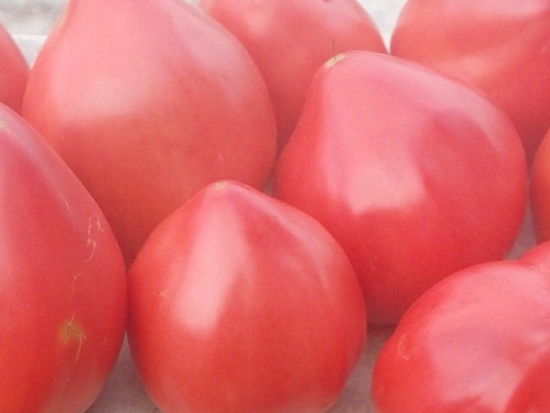 Tomate Cœur-de-Bœuf - Yasha Yougoslavian ©GrainesdelPaïs