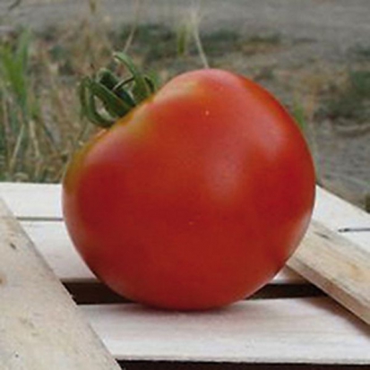 Tomate Moskvitch ©GrainesdelPaïs