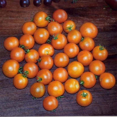 Tomate Tangella ©GrainesdelPaïs