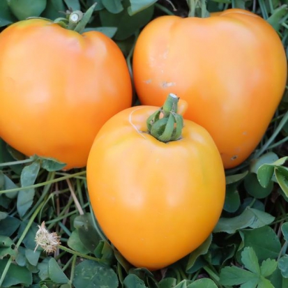 Tomate Cœur-de-Bœuf - Orange  ©GrainesdelPaïs