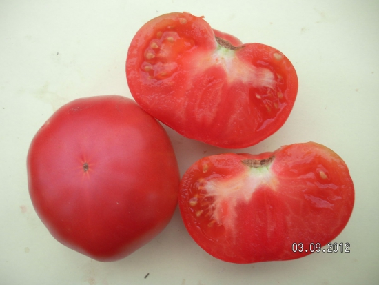 Tomate Ispolin ©GrainesdelPaïs