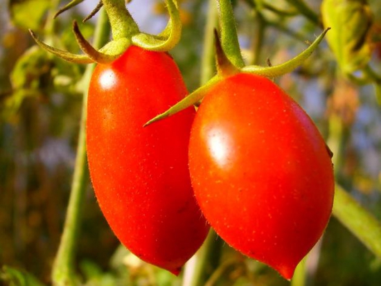 Tomate cerise - Michela ©GrainesdelPaïs
