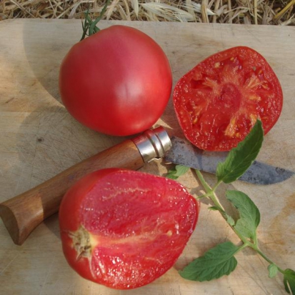 Tomate Cœur-de-Bœuf - Reif Red ©GrainesdelPaïs