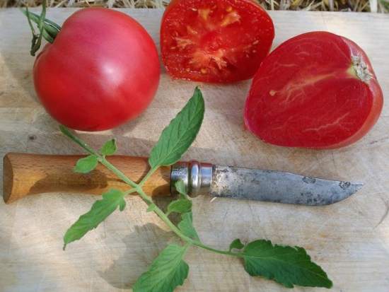 Tomate Cœur-de-Bœuf - Reif Red ©GrainesdelPaïs