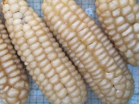 Maïs doux - Blanc d'Astarac ©GrainesdelPaïs