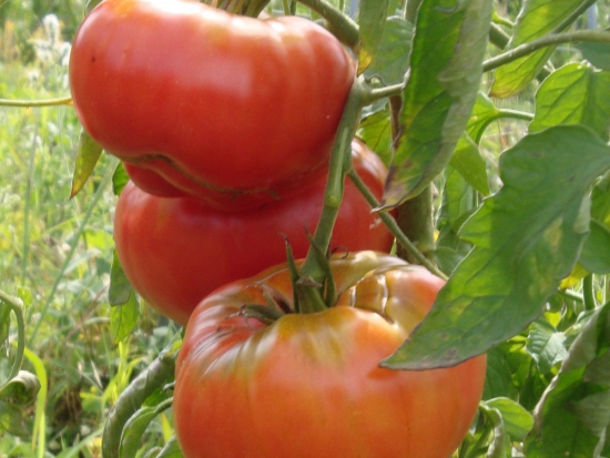  Tomate Beefsteak  ©GrainesdelPaïs