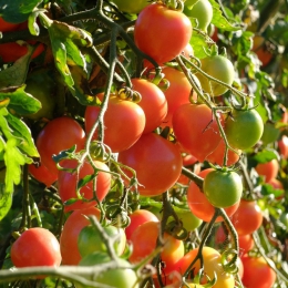 20x Graines Arc-en-Ciel Tomate Graines Tomatoe Graines Légumes Graines de  Fruit