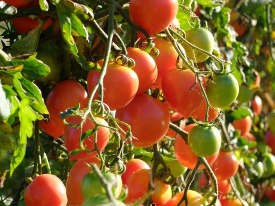 Tomate à suspendre - de Mallorque ©GrainesdelPaïs