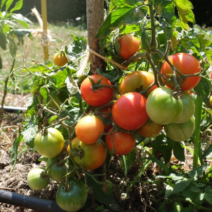 Tomate Joyau de l'Idaho ©GrainesdelPaïs
