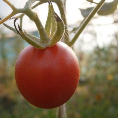 Tomate Précoce de Quimper  ©GrainesdelPaïs