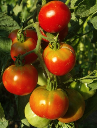 Tomate Précoce de Quimper  ©GrainesdelPaïs