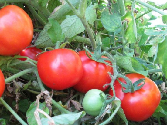  Tomate Maremmano ©GrainesdelPaïs