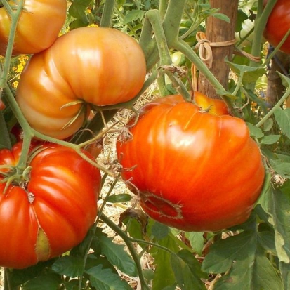 Tomate Portugaise ©GrainesdelPaïs