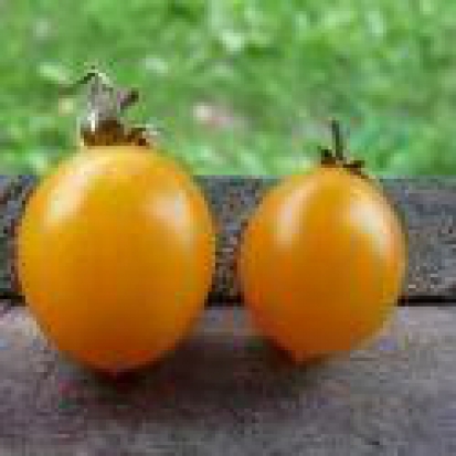 Tomate cerise - Jaune Ronde ©GrainesdelPaïs