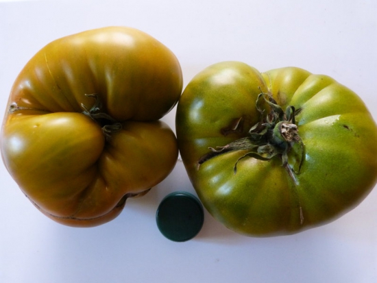  Tomate Evergreen ©GrainesdelPaïs