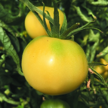 Tomate Blanche de Picardie  ©GrainesdelPaïs