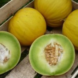 Graines del Païs : Autres légumes fruits > Melon d'hiver Vert