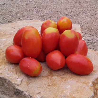 Tomate Fiaschetto ©GrainesdelPaïs