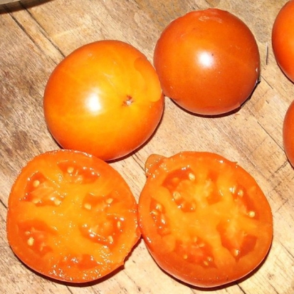 Tomate Délice d'or ©GrainesdelPaïs