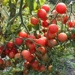 Graines Tomate à suspendre de Mallorque bio - Graines del pais