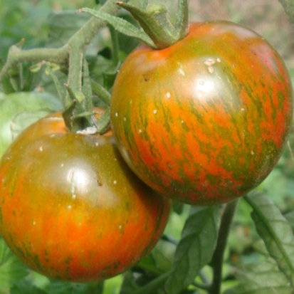 Tomate Zébrée noire ©GrainesdelPaïs