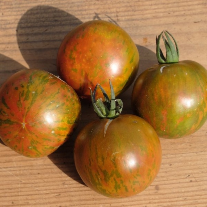 Tomate Zébrée noire ©GrainesdelPaïs