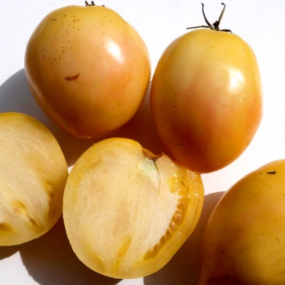 Tomate Cœur-de-Bœuf - Blanc  ©GrainesdelPaïs