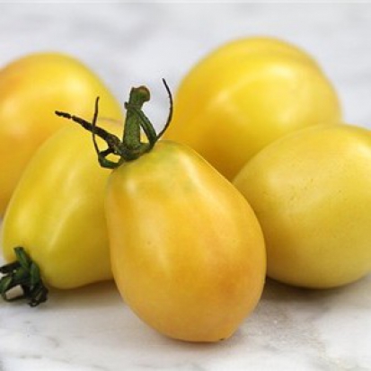  Tomate Oeuf d'Ivoire ©GrainesdelPaïs