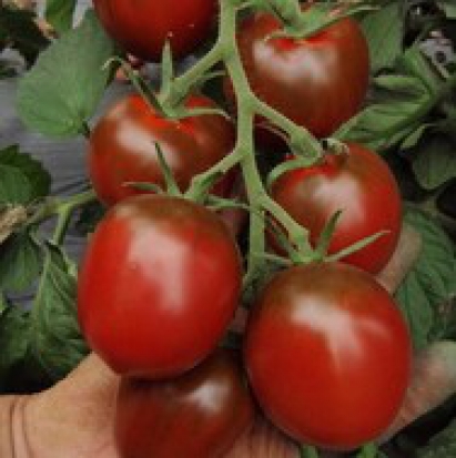 Tomate Paul Robeson de Sandra du Diois ©GrainesdelPaïs