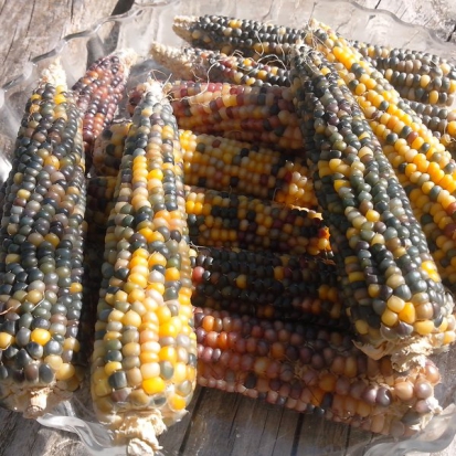  Maïs à Pop-Corn - Cherokee Long Ear ©GrainesdelPaïs