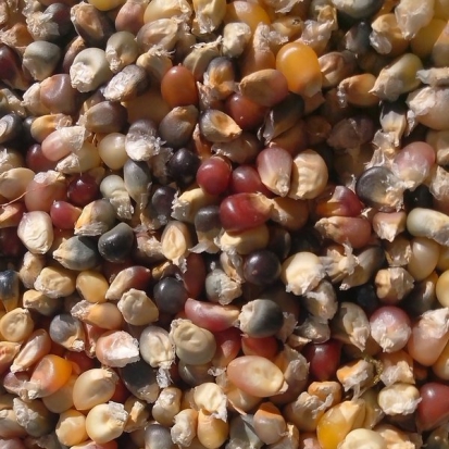  Maïs à Pop-Corn - Cherokee Long Ear ©GrainesdelPaïs