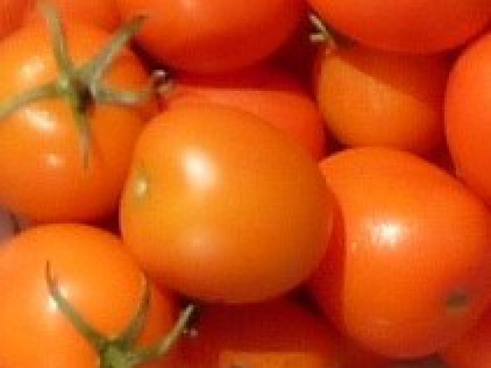 Tomate Auriga ©GrainesdelPaïs