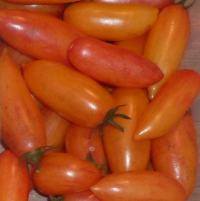 Tomate cerise - Blush ©GrainesdelPaïs