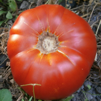  Tomate Andalouse  ©GrainesdelPaïs