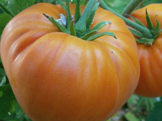  Tomate Andalouse mûrissement  ©GrainesdelPaïs