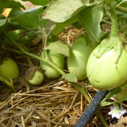 Melon Vert Grimpant Ou Vert à Rames - Graines Baumaux
