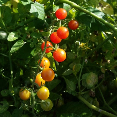  Tomate cerise - Petit Moineau ©GrainesdelPaïs