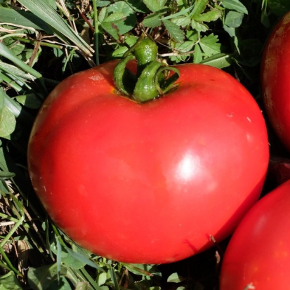 Tomate Royale des Guineaux ©GrainesdelPaïs