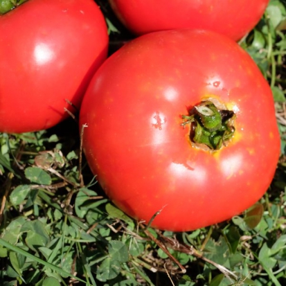 Tomate Royale des Guineaux ©GrainesdelPaïs