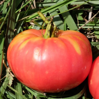 Tomate Udagorri ©GrainesdelPaïs