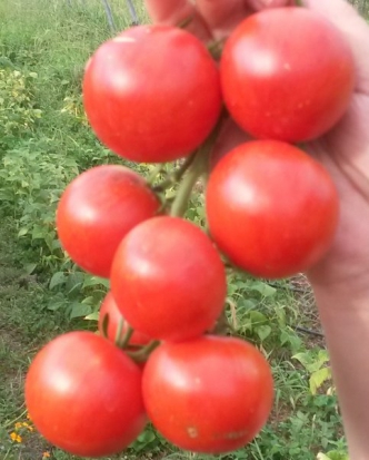 Tomate Rouge Grappe ©GrainesdelPaïs