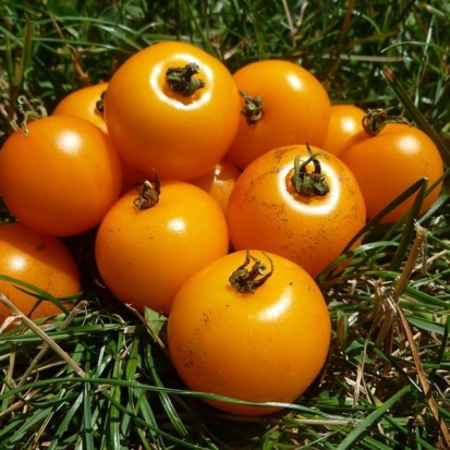 Tomate cerise - Pendulina jaune ©GrainesdelPaïs