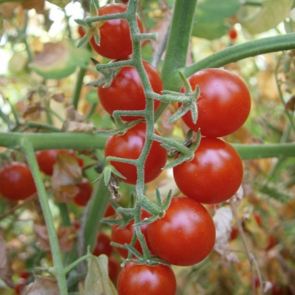  Tomate cerise - Groseille Mystère ©GrainesdelPaïs