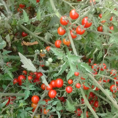  Tomate cerise - Groseille Mystère ©GrainesdelPaïs