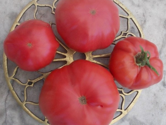  Tomate de Barbastro ©GrainesdelPaïs