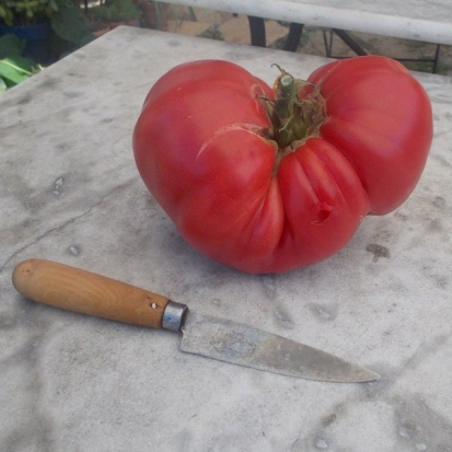  Tomate de Barbastro ©GrainesdelPaïs