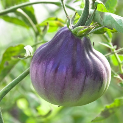 Tomate Blue Pear  ©GrainesdelPaïs