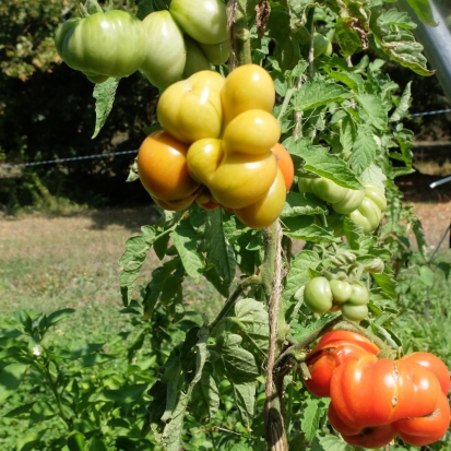 Tomate Voyageur ©Grainesdelpais